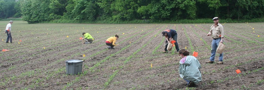 Individuals conducting agricultural research or a field survey in a rural area